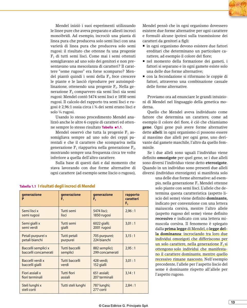 lisci. Come mai i semi ottenuti somigliavano ad uno solo dei genitori e non presentavano una mescolanza di caratteri? Il carattere seme rugoso era forse scomparso?