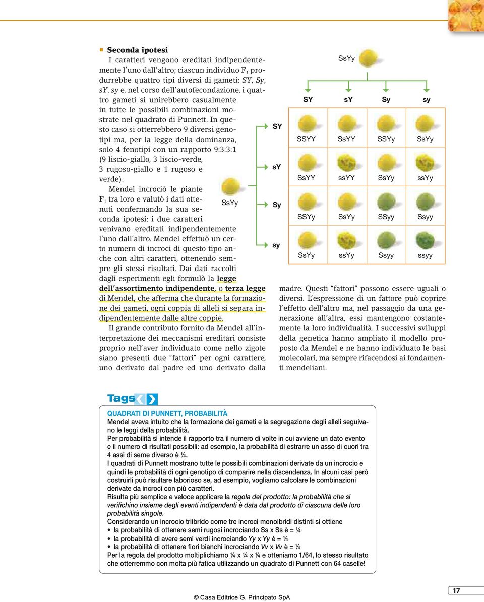 In questo caso si otterrebbero 9 diversi genotipi ma, per la legge della dominanza, solo 4 fenotipi con un rapporto 9:3:3:1 (9 liscio-giallo, 3 liscio-verde, 3 rugoso-giallo e 1 rugoso e verde).