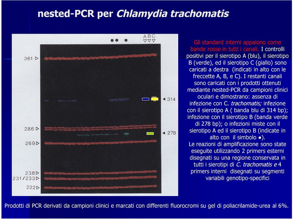 I restanti canali sono caricati con i prodotti ottenuti mediante nested-pcr da campioni clinici oculari e dimostrano: assenza di infezione con C.