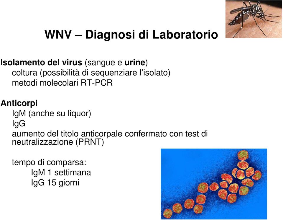 IgM (anche su liquor) IgG aumento del titolo anticorpale confermato con