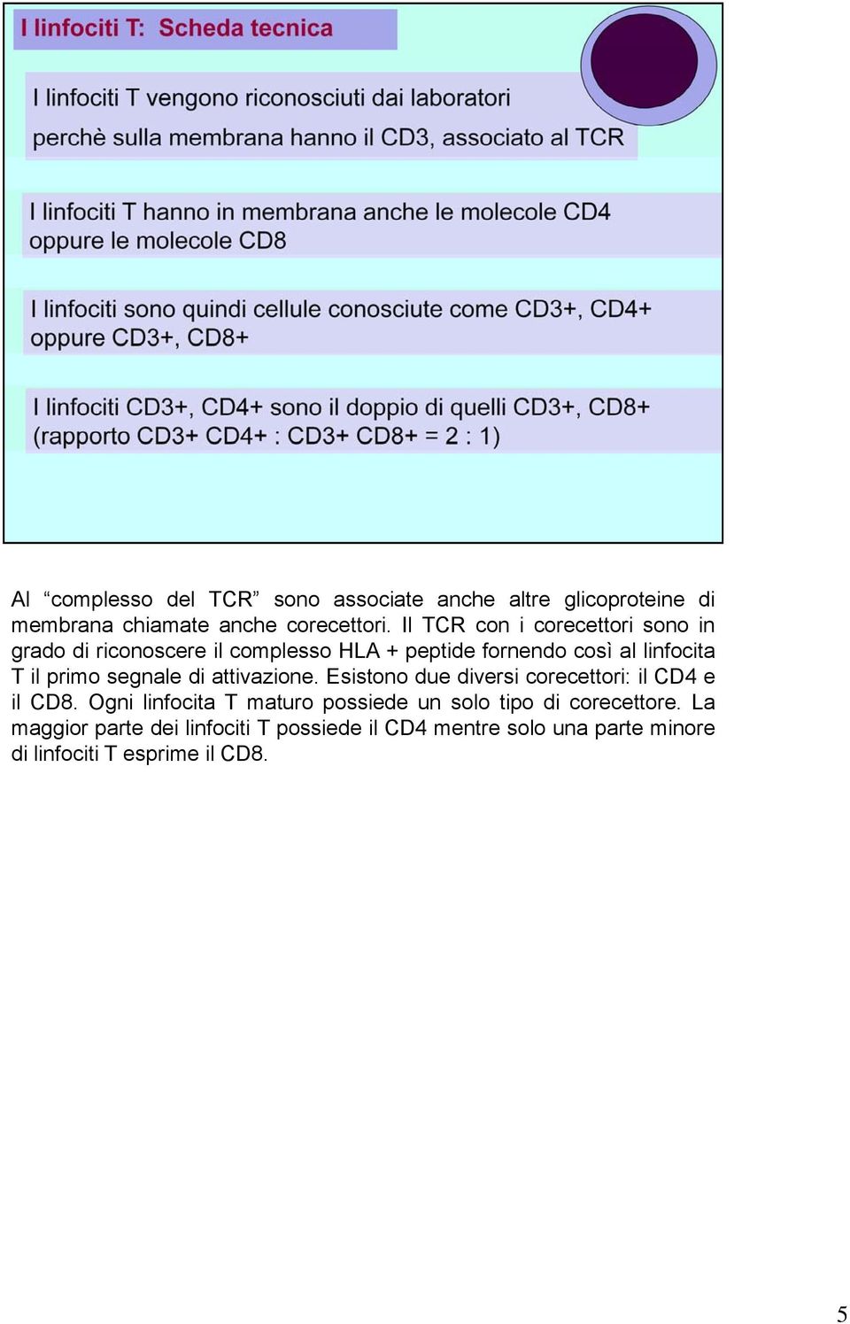 primo segnale di attivazione. Esistono due diversi corecettori: il CD4 e il CD8.