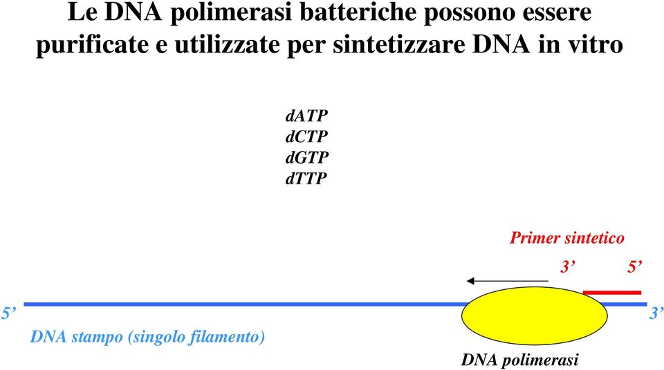 in vitro datp dctp dgtp dttp Primer sintetico