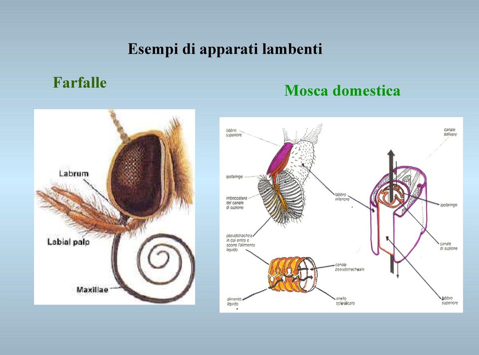 lambenti