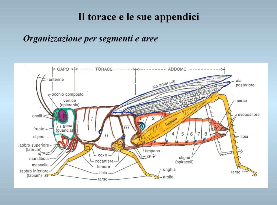 Organizzazione