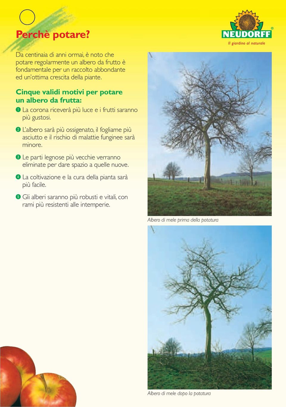 ; L albero sarà più ossigenato, il fogliame più asciutto e il rischio di malattie funginee sarà minore.