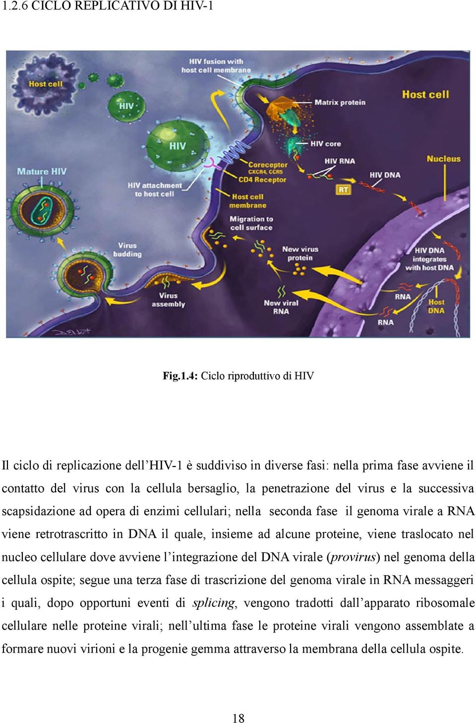 proteine, viene traslocato nel nucleo cellulare dove avviene l integrazione del DNA virale (provirus) nel genoma della cellula ospite; segue una terza fase di trascrizione del genoma virale in RNA