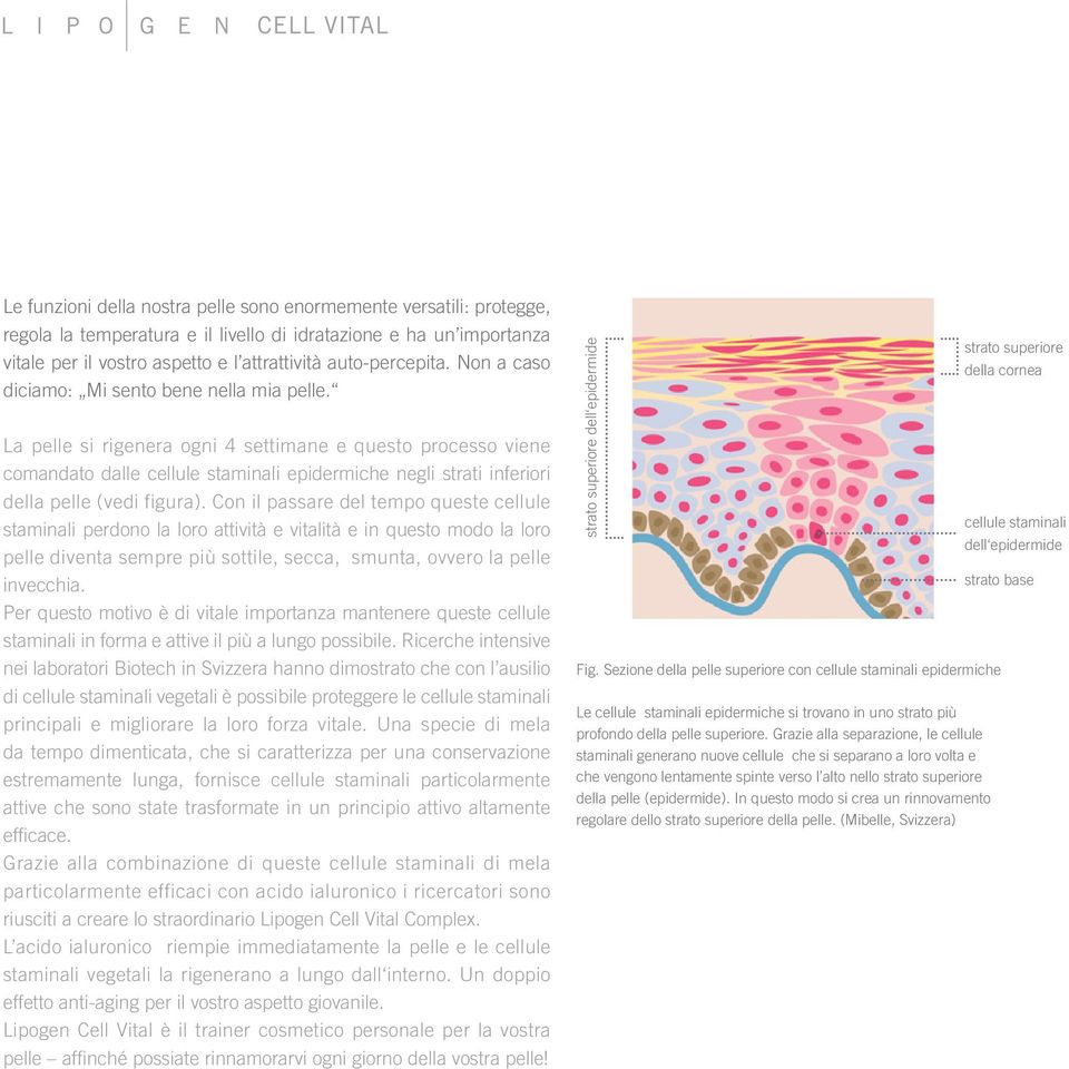 Con il passare del tempo queste cellule staminali perdono la loro attività e vitalità e in questo modo la loro pelle diventa sempre più sottile, secca, smunta, ovvero la pelle invecchia.