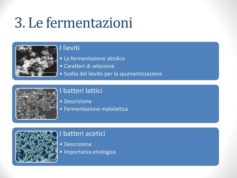spumantizzazione I batteri lattici Descrizione