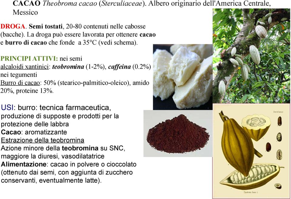 2%) nei tegumenti Burro di cacao: 50% (stearico-palmitico-oleico), amido 20%, proteine 13%.