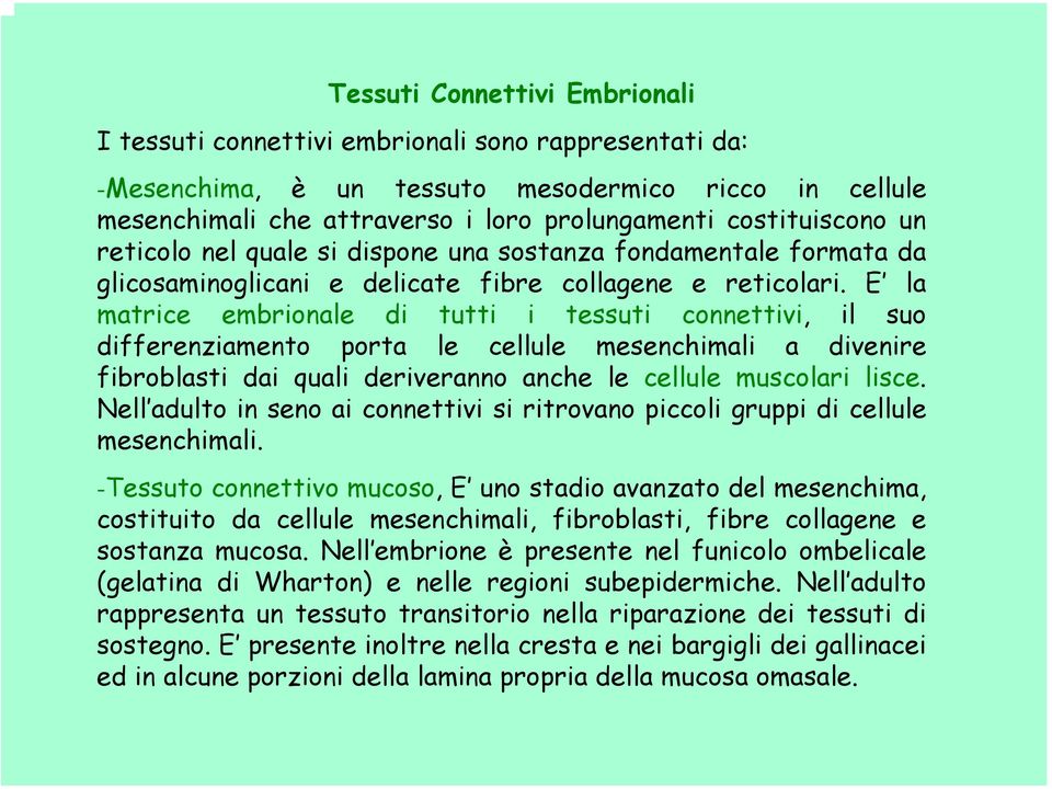 E la matrice embrionale di tutti i tessuti connettivi, il suo differenziamento porta le cellule mesenchimali a divenire fibroblasti dai quali deriveranno anche le cellule muscolari lisce.