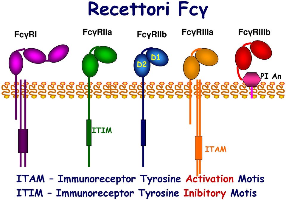 ITAM Immunoreceptor Tyrosine Activation