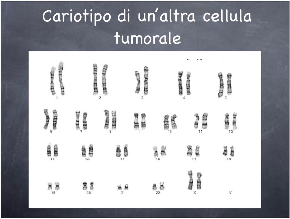 cellula Human