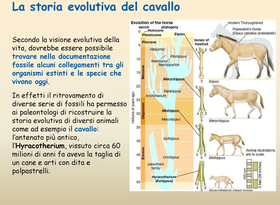 In effetti il ritrovamento di diverse serie di fossili ha permesso ai paleontologi di ricostruire la storia evolutiva di