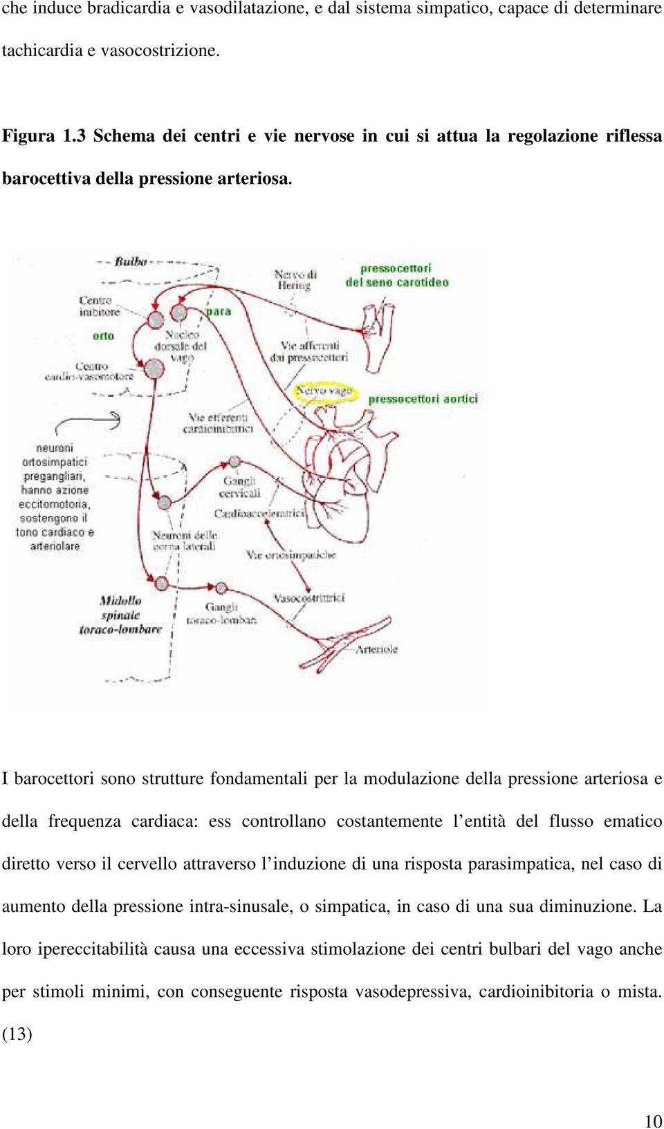 I barocettori sono strutture fondamentali per la modulazione della pressione arteriosa e della frequenza cardiaca: ess controllano costantemente l entità del flusso ematico diretto verso il