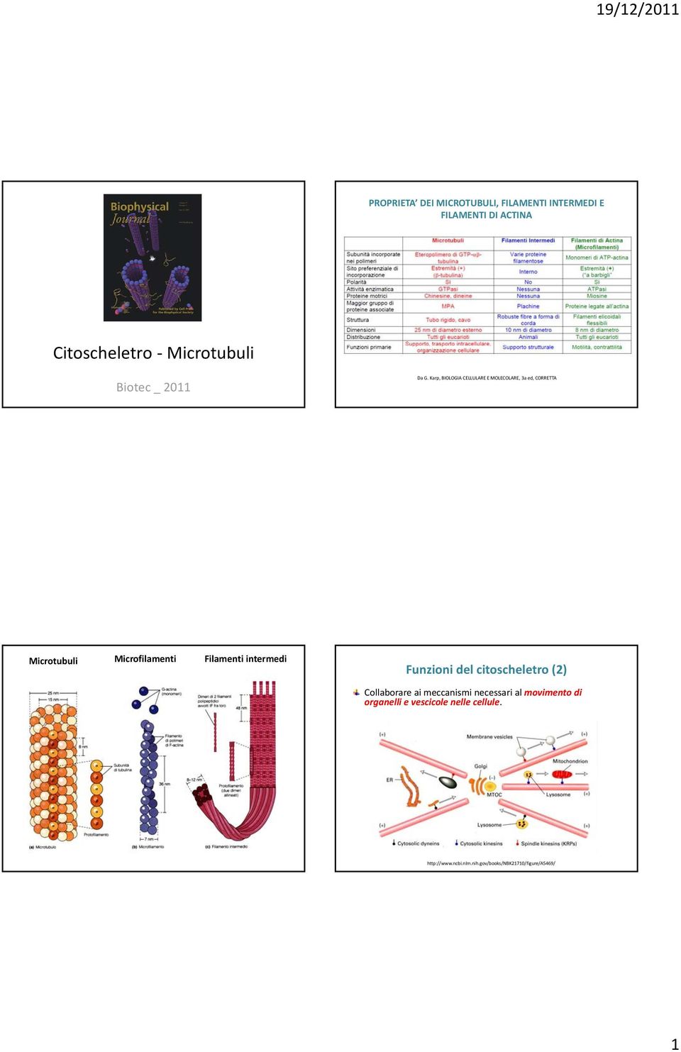 Karp, BIOLOGIA CELLULARE E MOLECOLARE, 3a ed, CORRETTA Microtubuli Microfilamenti Filamenti