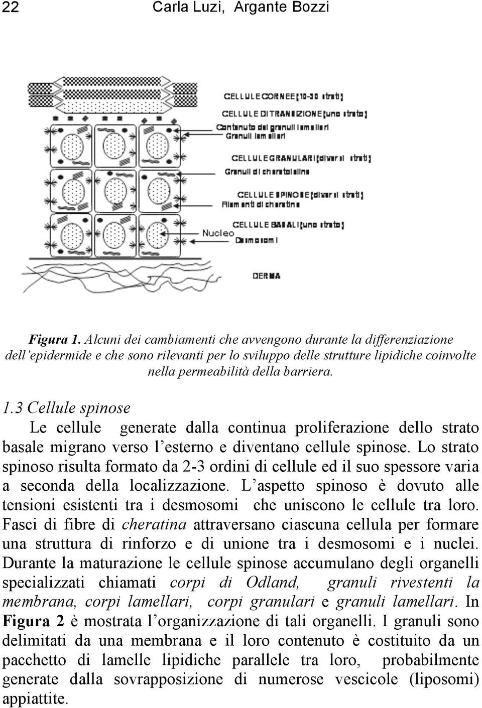 3 Cellule spinose Le cellule generate dalla continua proliferazione dello strato basale migrano verso l esterno e diventano cellule spinose.