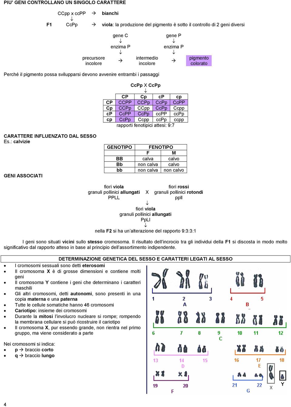 cp CcPp Ccpp ccpp ccpp rapporti fenotipici attesi: 9:7 CARATTERE INLUENZATO DAL SESSO Es.