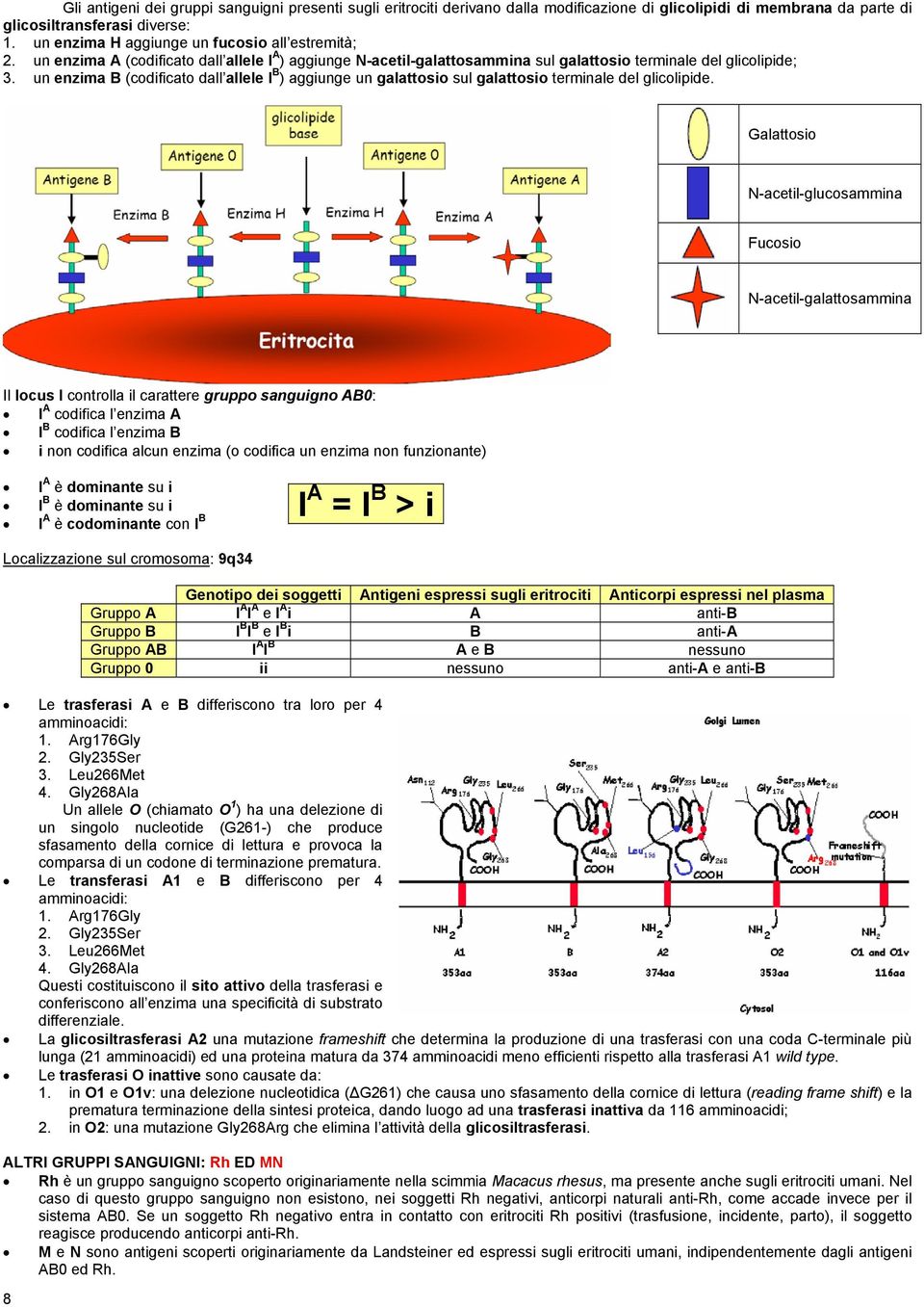 un enzima B (codificato dall allele I B ) aggiunge un galattosio sul galattosio terminale del glicolipide.