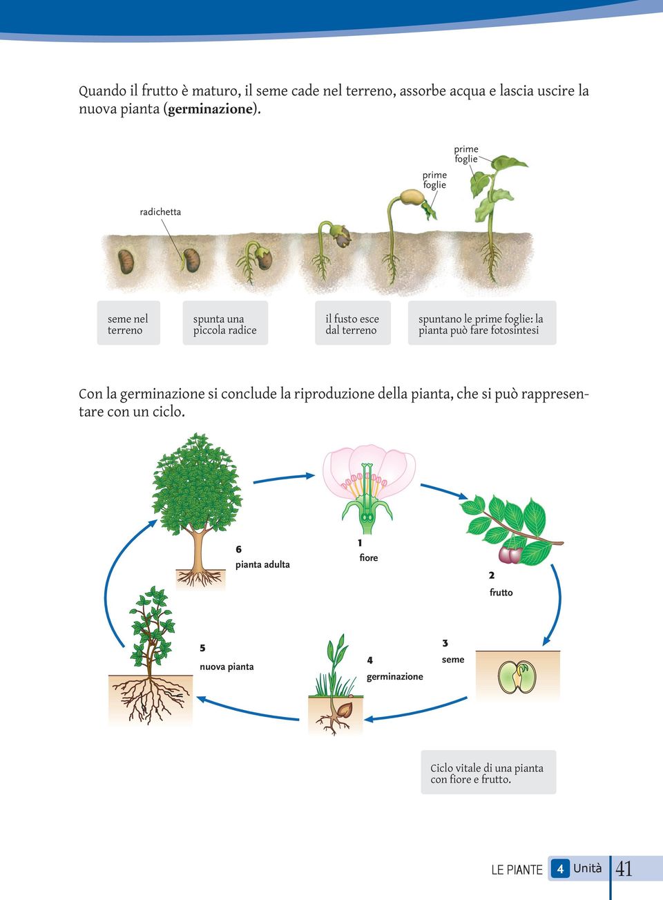 foglie: la pianta può fare fotosintesi Con la germinazione si conclude la riproduzione della pianta, che si può rappresentare