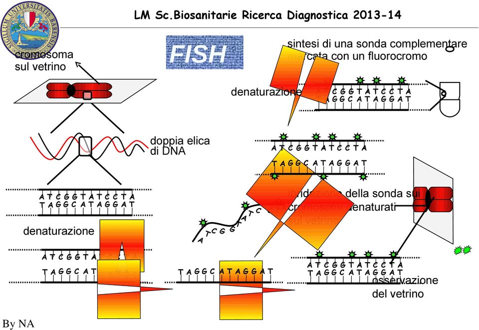fluorocromo FISH denaturazione doppia elica di DNA AT C G G TATC C TA TAGG C ATAG G AT AT C G G TATC C TA TAGG C ATAG G