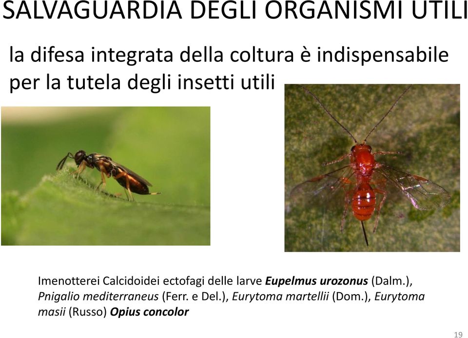 ImenottereiCalcidoideiectofagi delle larve Eupelmusurozonus(Dalm.