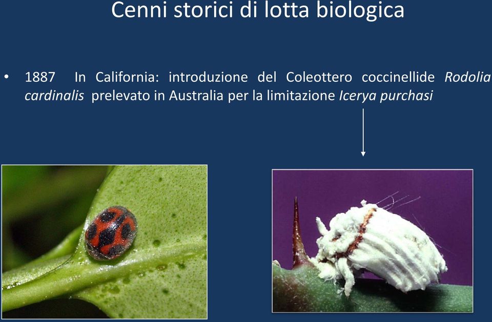 coccinellide Rodolia cardinalis prelevato