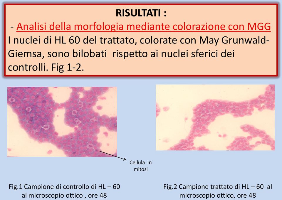 sferici dei controlli. Fig 1-2. Cellula in mitosi Fig.