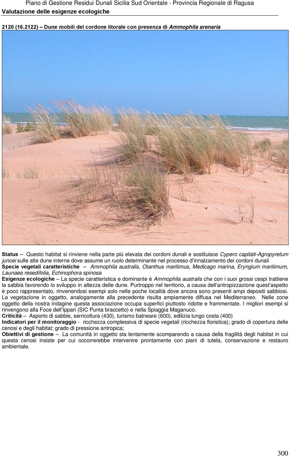 sulle alte dune interne dove assume un ruolo determinante nel processo d innalzamento dei cordoni dunali Specie vegetali caratteristiche Ammophila australis, Otanthus maritimus, Medicago marina,