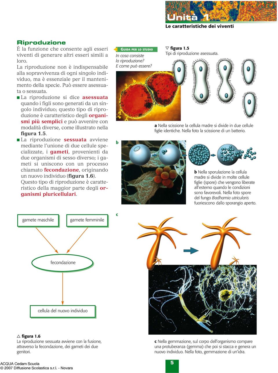 La riproduzione si dice asessuata quando i figli sono generati da un singolo individuo; questo tipo di riproduzione è caratteristico degli organismi più semplici e può avvenire con modalità diverse,