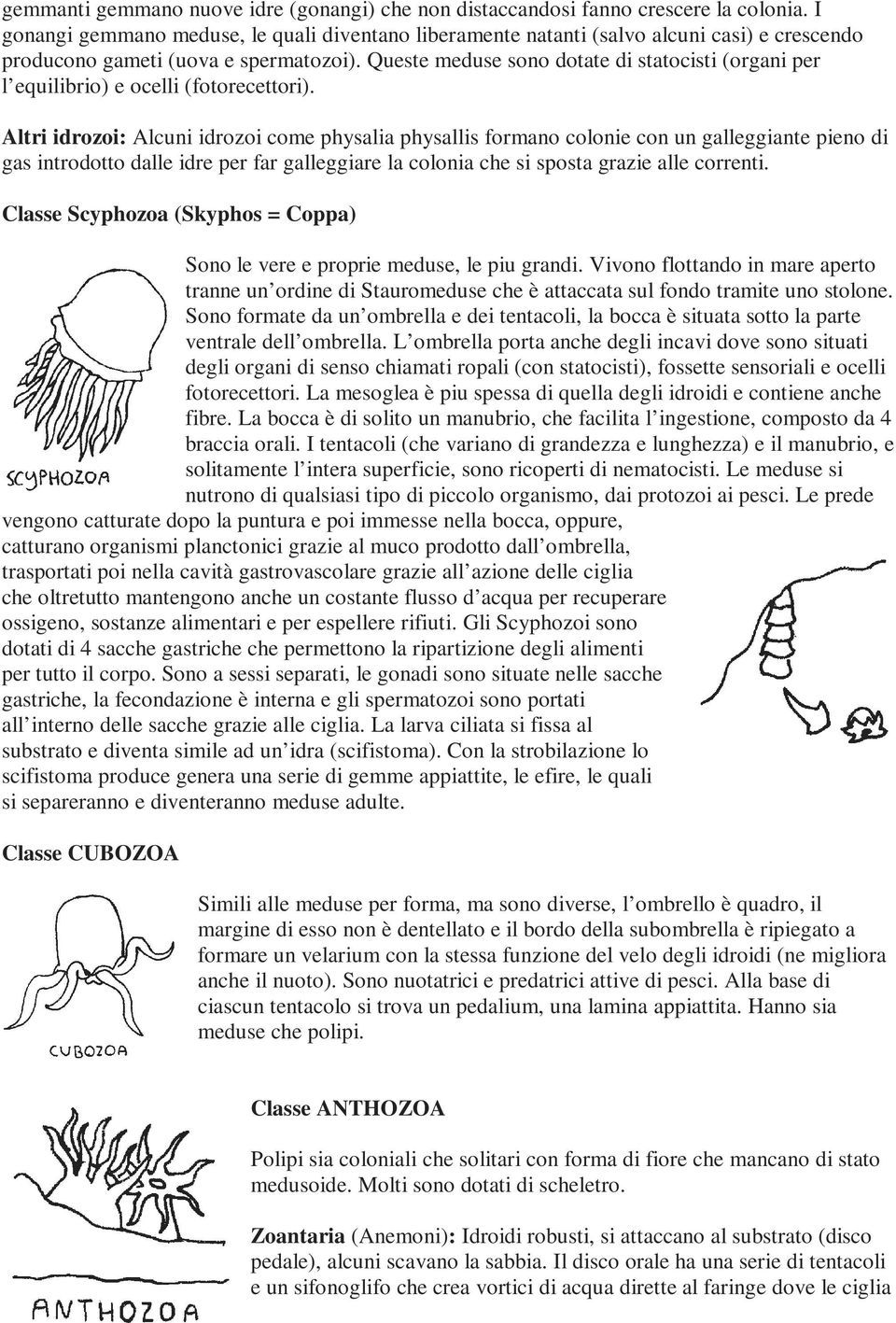 Queste meduse sono dotate di statocisti (organi per l equilibrio) e ocelli (fotorecettori).