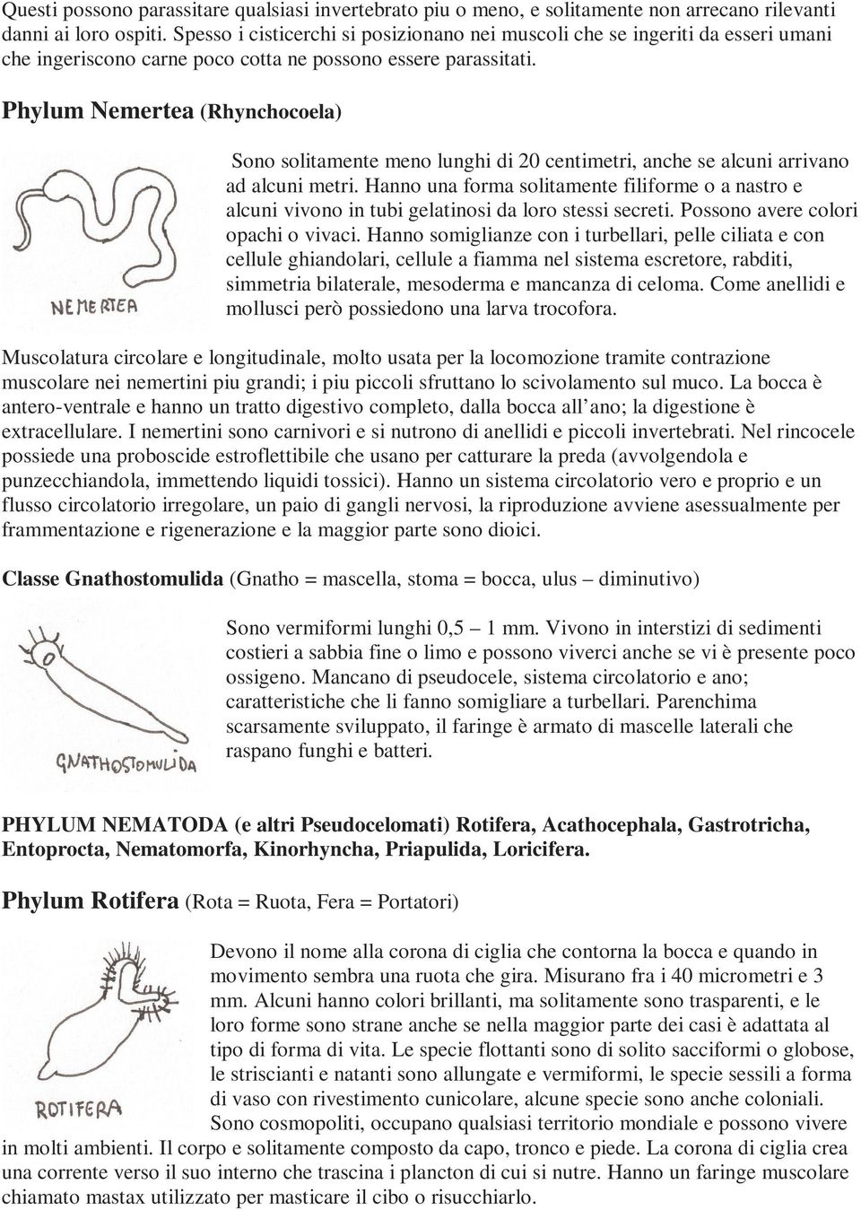 Phylum Nemertea (Rhynchocoela) Sono solitamente meno lunghi di 20 centimetri, anche se alcuni arrivano ad alcuni metri.