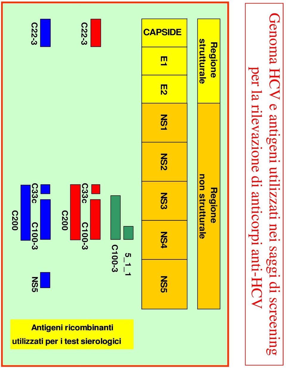 strutturale E1 E2 NS1 NS2 NS3 NS4 NS5 Antigeni ricombinanti utilizzati