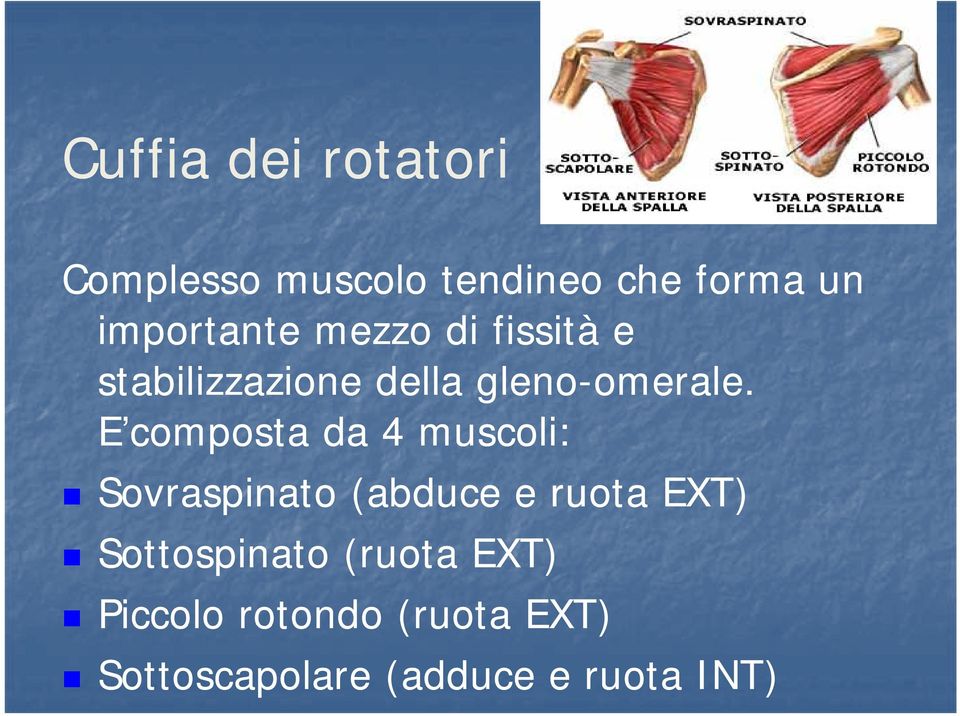 E composta da 4 muscoli: Sovraspinato (abduce e ruota EXT)