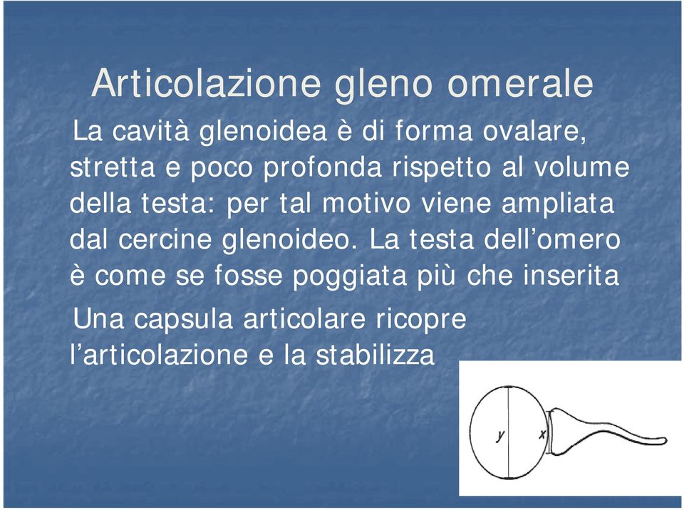 ampliata dal cercine glenoideo.