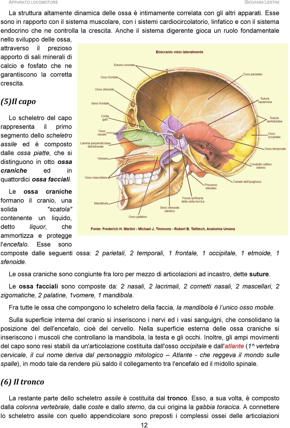 Anche il sistema digerente gioca un ruolo fondamentale nello sviluppo delle ossa, attraverso il prezioso apporto di sali minerali di calcio e fosfato che ne garantiscono la corretta crescita.