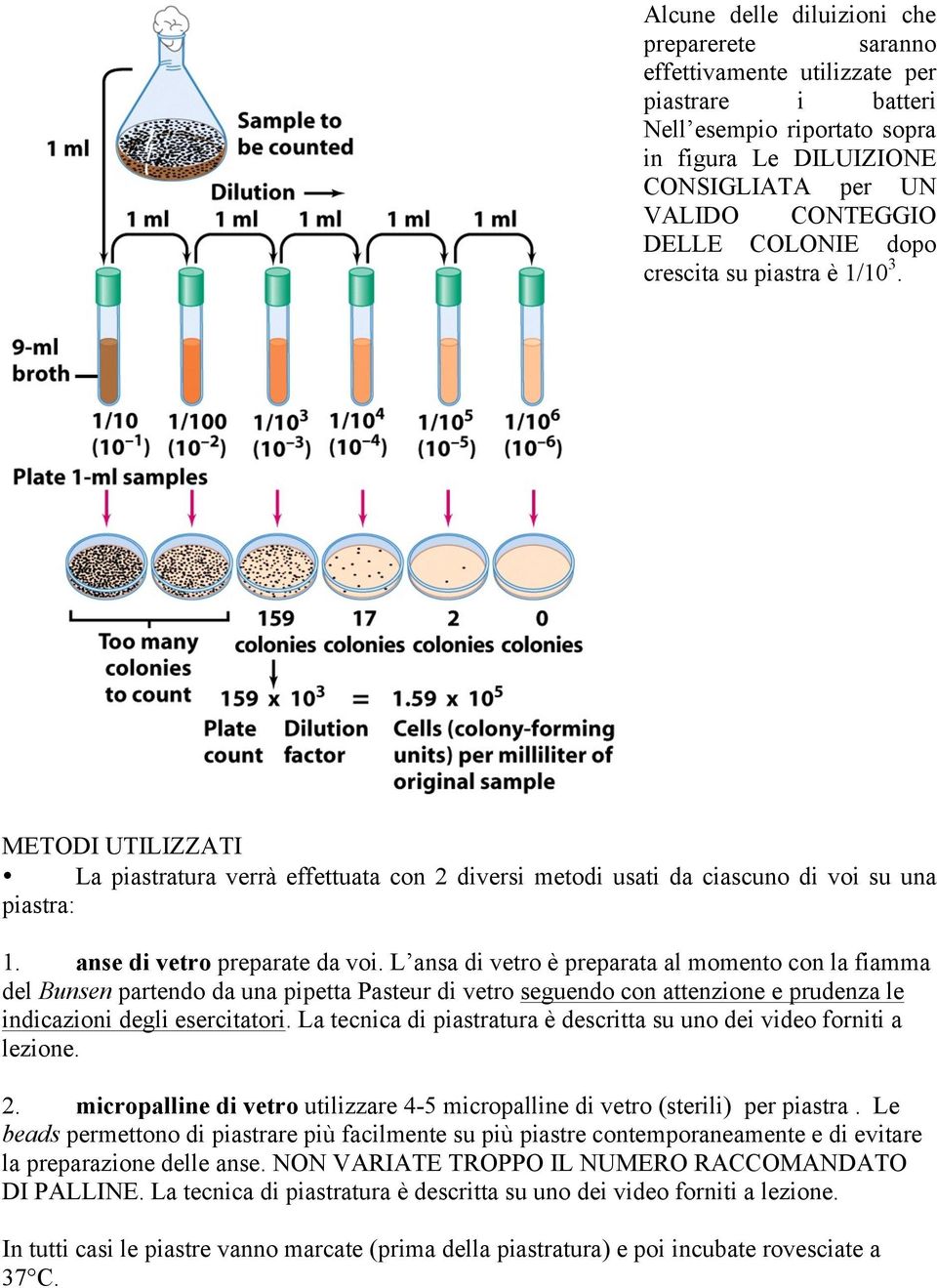 L ansa di vetro è preparata al momento con la fiamma del Bunsen partendo da una pipetta Pasteur di vetro seguendo con attenzione e prudenza le indicazioni degli esercitatori.