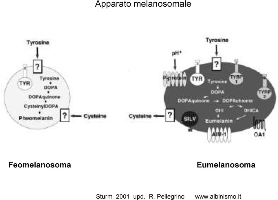 Feomelanosoma