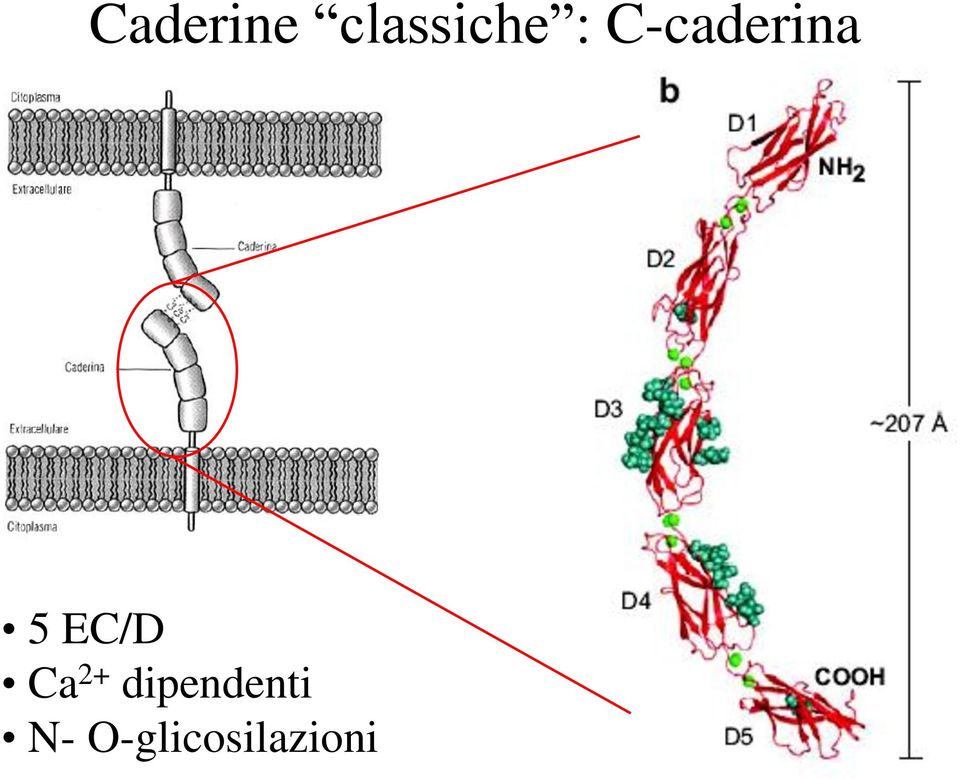 EC/D Ca 2+