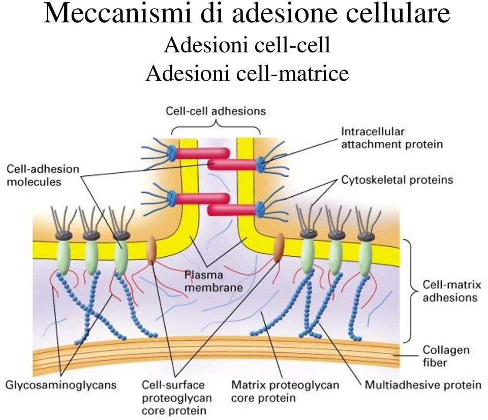 Adesioni cell-cell