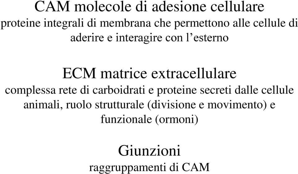 complessa rete di carboidrati e proteine secreti dalle cellule animali, ruolo