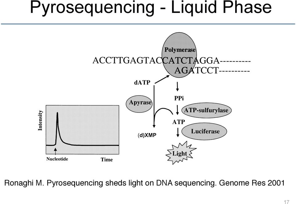 Pyrosequencing sheds light