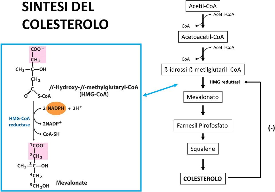 ß-idrossi-ß-metilglutaril- CoA HMG reduttasi