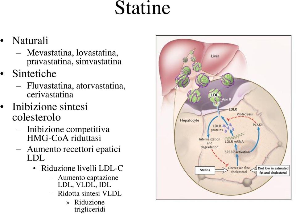 Inibizione competitiva HMG-CoA riduttasi Aumento recettori epatici LDL Riduzione