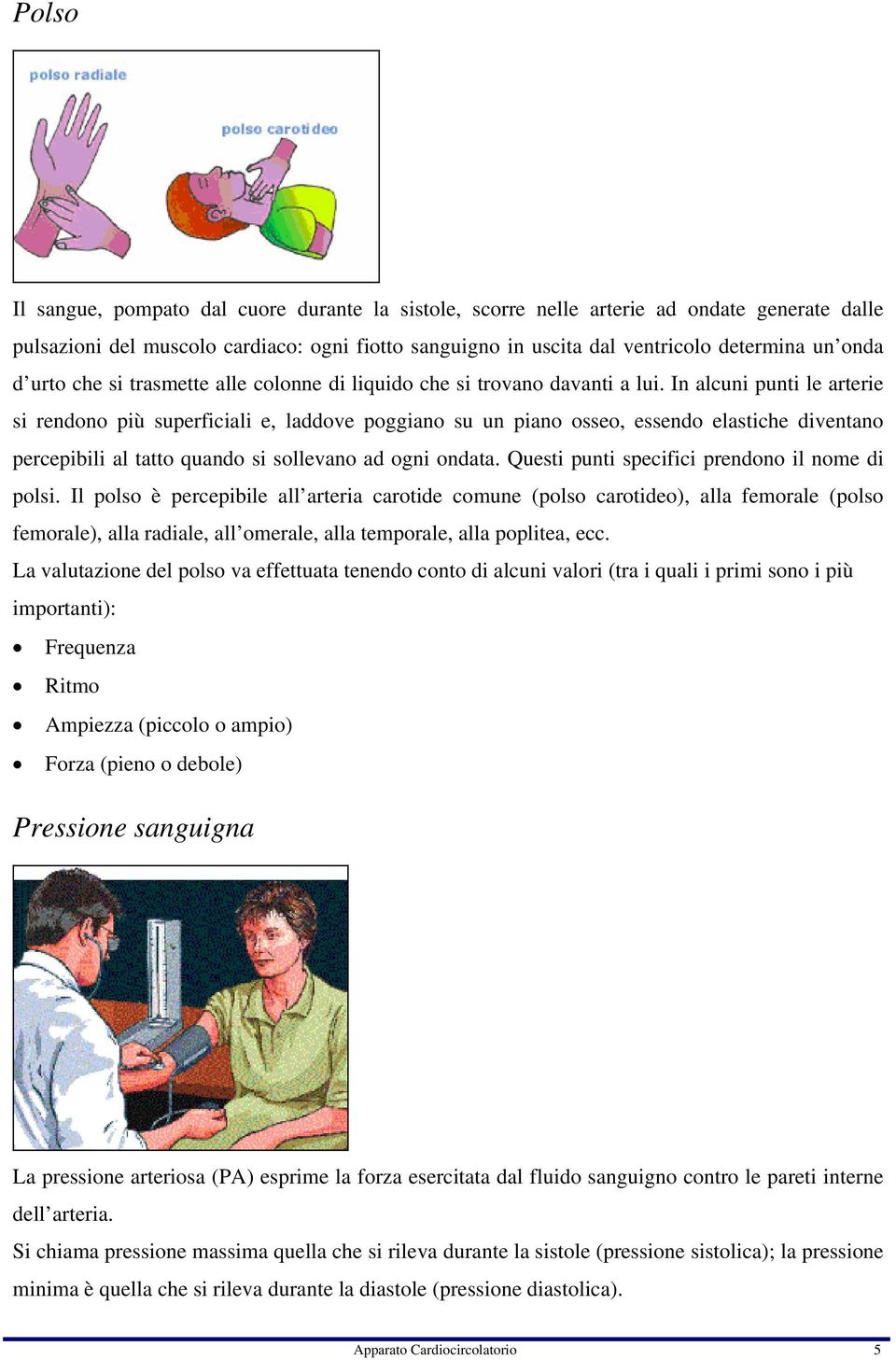 In alcuni punti le arterie si rendono più superficiali e, laddove poggiano su un piano osseo, essendo elastiche diventano percepibili al tatto quando si sollevano ad ogni ondata.