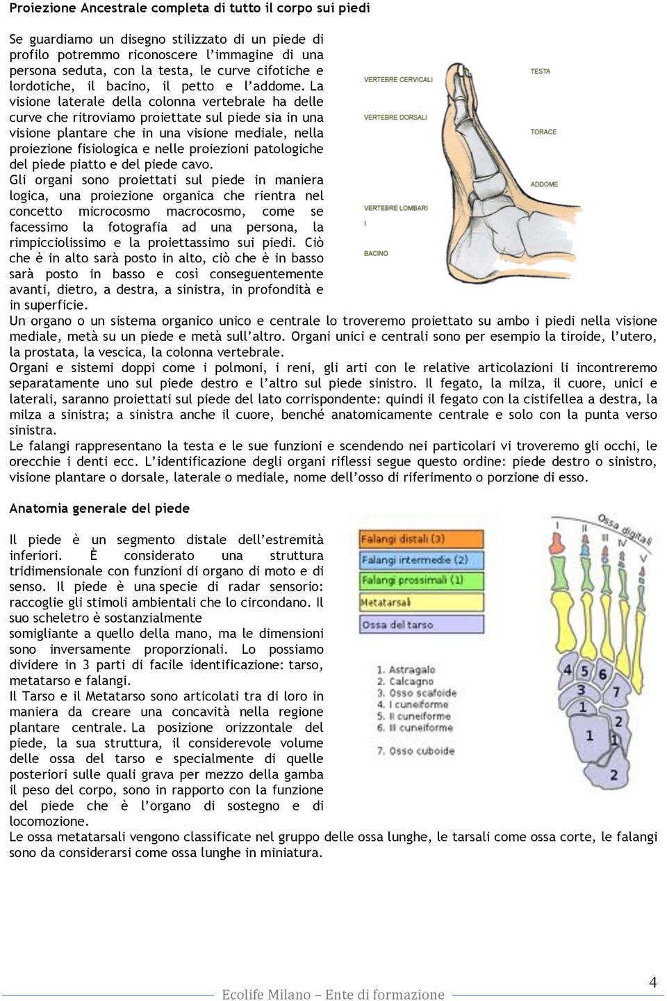 La visione laterale della colonna vertebrale ha delle curve che ritroviamo proiettate sul piede sia in una visione plantare che in una visione mediale, nella proiezione fisiologica e nelle proiezioni