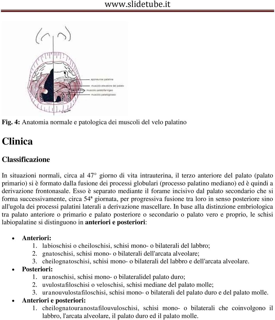 Esso è separato mediante il forame incisivo dal palato secondario che si forma successivamente, circa 54ª giornata, per progressiva fusione tra loro in senso posteriore sino all'ugola dei processi