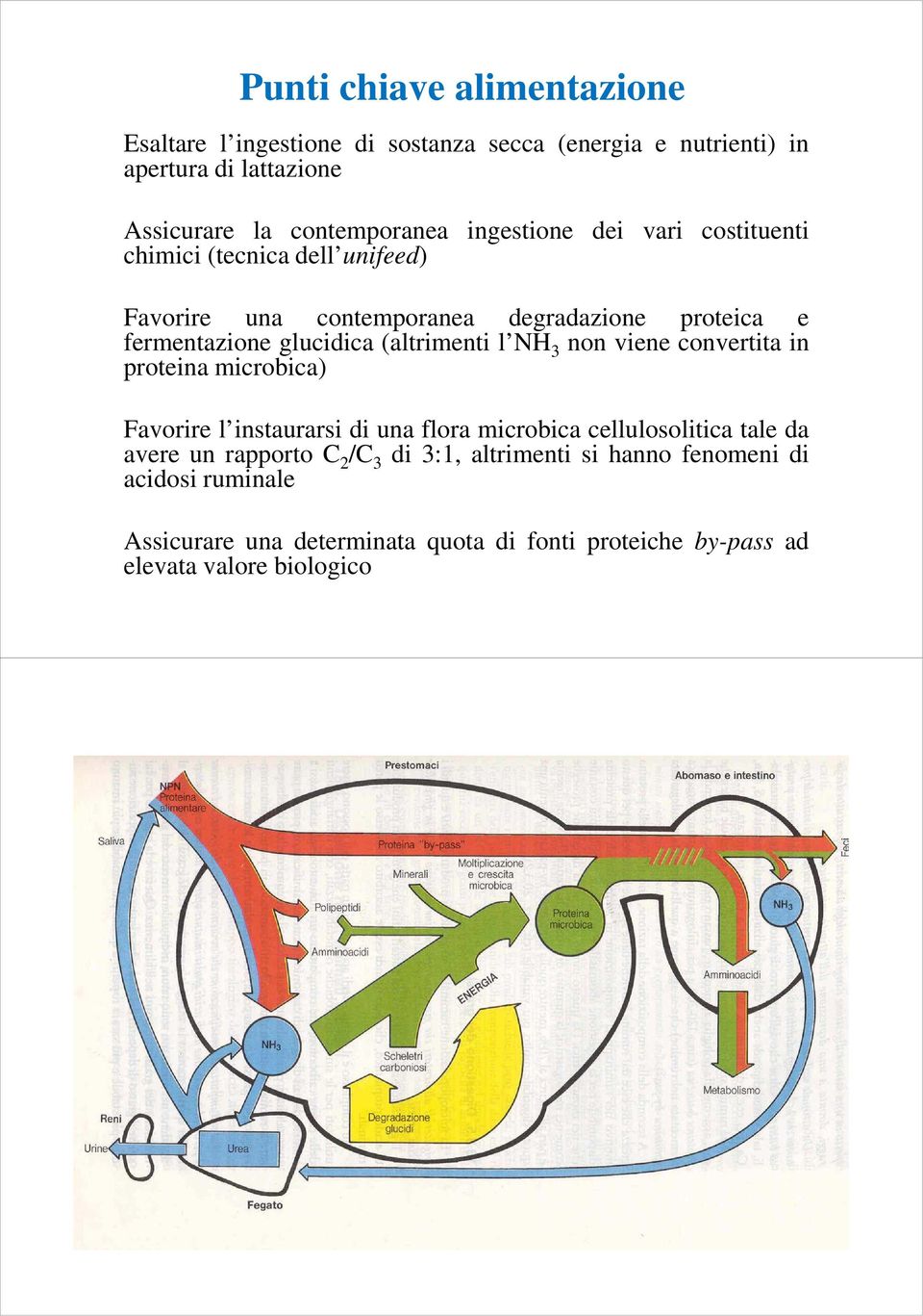 (altrimenti l NH 3 non viene convertita in proteina microbica) Favorire l instaurarsi di una flora microbica cellulosolitica tale da avere un