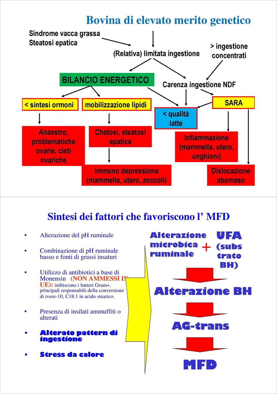 Dislocazione abomaso Sintesi dei fattori che favoriscono l MFD Alterazione del ph ruminale Combinazione di ph ruminale basso e fonti di grassi insaturi Utilizzo di antibiotici a base di Monensin (NON