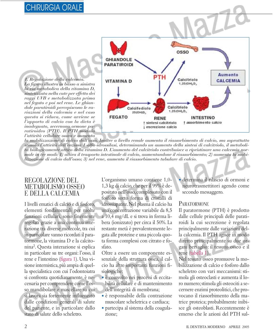 Le ghiandole paratiroidi percepiscono le variazioni della calcemia e nel caso questa si riduca, come avviene se l apporto di calcio con la dieta è inadeguato, secernono ormone paratiroideo (PTH).