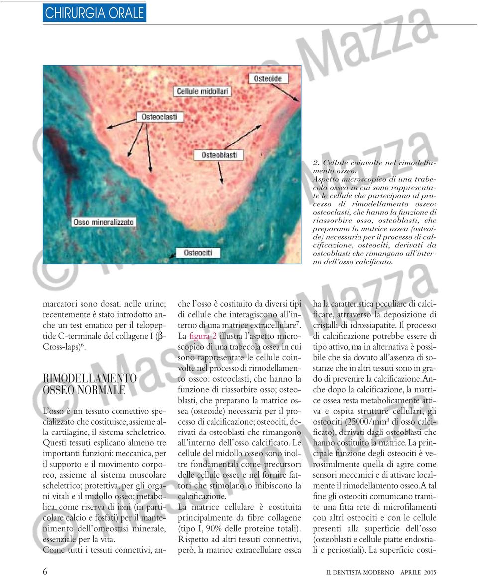 osteoblasti, che preparano la matrice ossea (osteoide) necessaria per il processo di calcificazione, osteociti, derivati da osteoblasti che rimangono all interno dell osso calcificato.